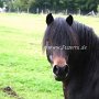Dartmoor_Pony74