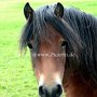 Dartmoor_Pony75