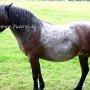Dartmoor_Pony77