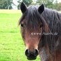 Dartmoor_Pony78