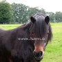 Dartmoor_Pony79