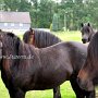 Dartmoor_Pony80