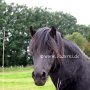 Dartmoor_Pony85