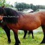 Dartmoor_Pony_12