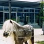 Deutsches_Partbred_Shetland_Pony1_(3)