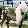 Deutsches_Partbred_Shetland_Pony1_(4)
