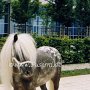 Deutsches_Partbred_Shetland_Pony1_(5)