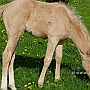 Englisches_Vollblut1_(6)