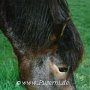 Exmoor_Pony07