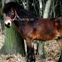 Exmoor_Pony10