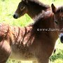 Exmoor_Pony37_(1)