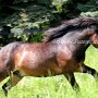 Exmoor_Pony37_(47)