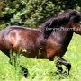 Exmoor_Pony37_(48)