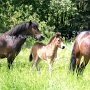 Exmoor_Pony37_(49)