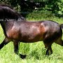 Exmoor_Pony37_(50)