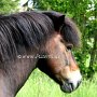 Exmoor_Pony37_(60)