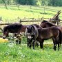 Exmoor_Pony37_(68)