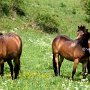 Exmoor_Pony37_(80)