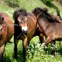 Exmoor_Pony37_(82)