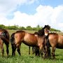 Exmoor_Pony37_(87a)