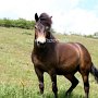 Exmoor_Pony37_(96)