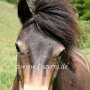 Exmoor_Pony37_(98)