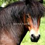 Exmoor_Pony_37_(21)