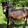 Exmoor_Pony_37_(27)