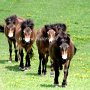 Exmoor_Pony_37_(61)