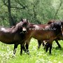 Exmoor_Pony_37_(74)