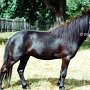 Falabella_Partbred_Pony01