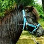 Falabella_Partbred_Pony07