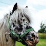 Falabella_Pferd01_(5)