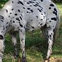 Falabella_Pferd18_(1)