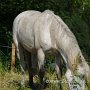 Gelockte_Pferde-Camargue_Pferd3_(1)