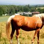 Golden_American_Saddlebreed_Horse03