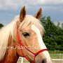 Golden_American_Saddlebreed_Horse14