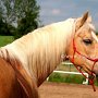 Golden_American_Saddlebreed_Horse24