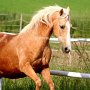 Golden_American_Saddlebreed_Horse58