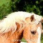Golden_American_Saddlebreed_Horse59a