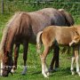 Hackney_Pony1_(32)