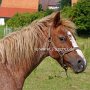 Hackney_Pony_1_(24)