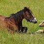 Hackney_Pony_und_American_Show_Pony1_(1)