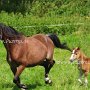 Hackney_Pony_und_American_Show_Pony1_(16)