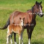 Hackney_Pony_und_American_Show_Pony1_(3)