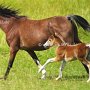 Hackney_Pony_und_American_Show_Pony1_(8)