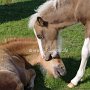 Hackney_Pony_und_Amerikanisches_Modern_Shetland_Pony1_(1)