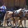 Haflinger-G1_3a_(1)