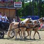 Haflinger-G1_3a_(2)