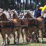 Haflinger-G1_4a_(1)